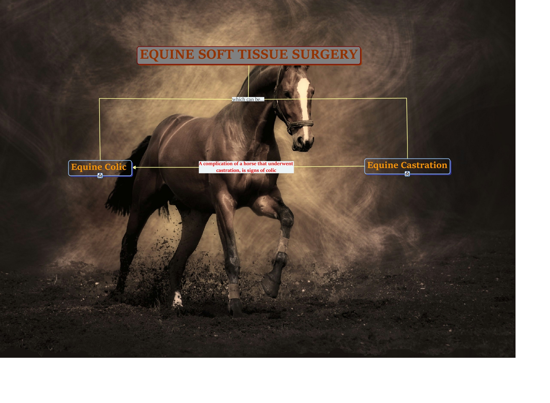 Lab 10 Soft Tissue Surgery in Horses